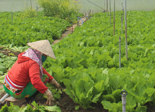 Mustard green is one of three products selected by Can Duoc district to participate in the OCOP program