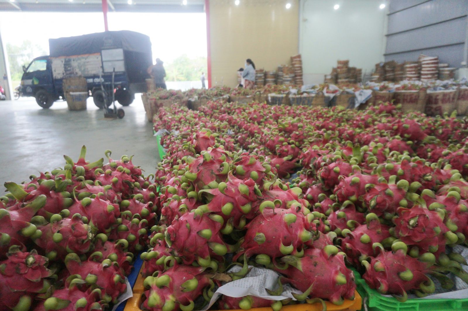 Dragon fruit is also eligible for support, but it must meet the prescribed conditions