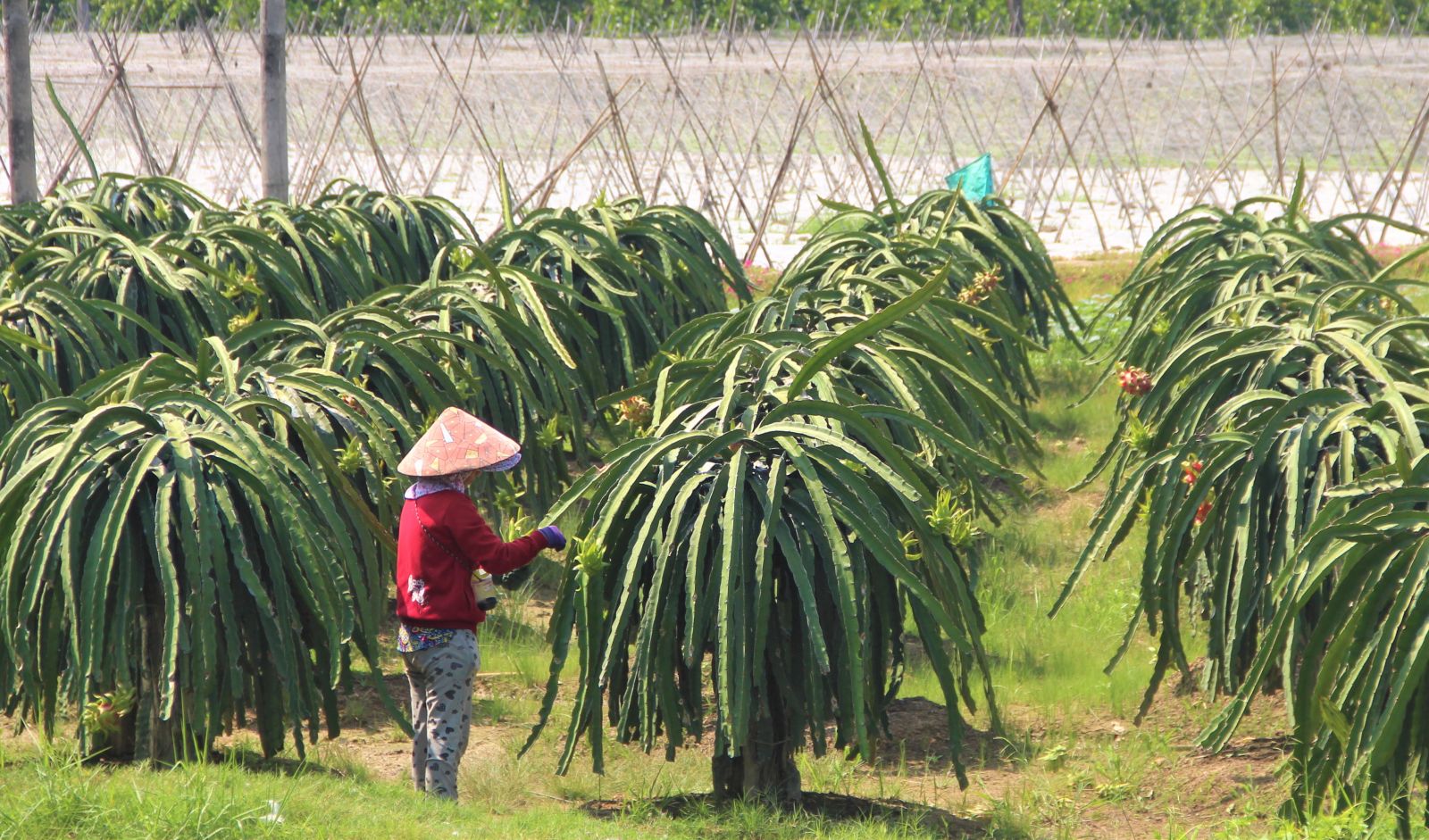 Người dân cần chủ động bảo vệ cây trồng, vật nuôi trước tác động của triều cường