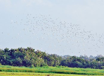 Long An – Miền thương nhớ