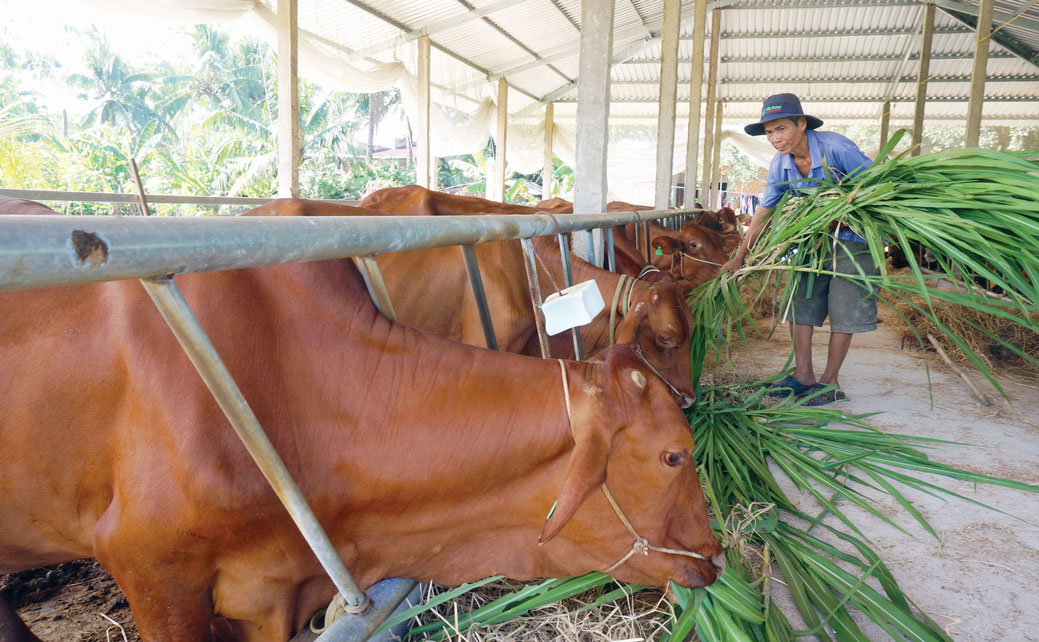 Hi-tech cow-raising model in Duc Hue