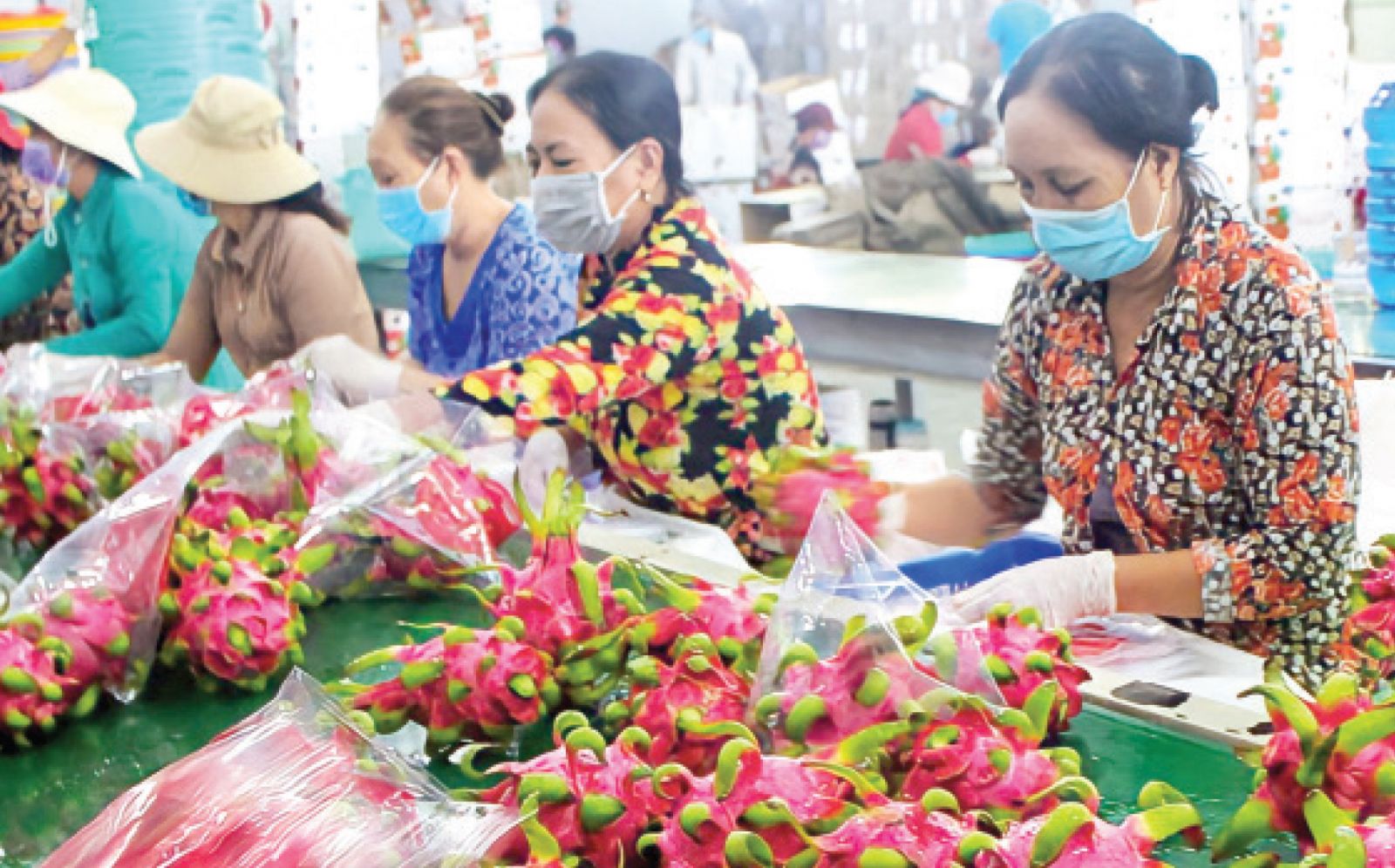 Công nhân tham gia đóng gói thanh long trước khi tiêu thụ. (ảnh tư liệu: Huỳnh Phong)