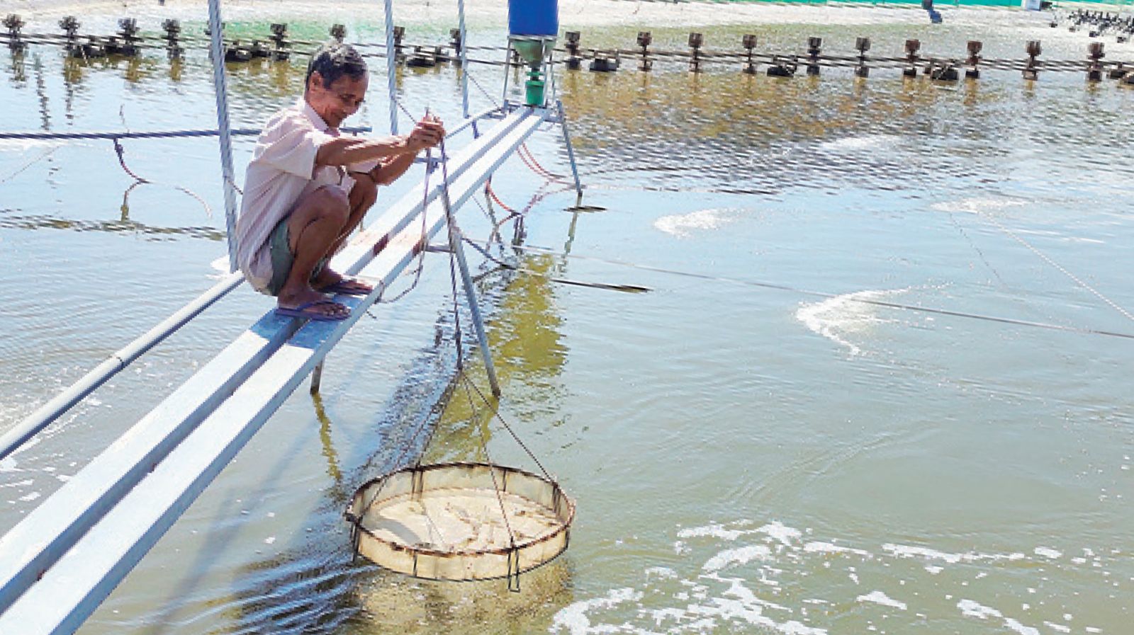 Trang trại nuôi tôm ứng dụng công nghệ cao của nông dân sản xuất giỏi - Trần Văn Đê, ngụ ấp 5, xã Tân Phước Tây