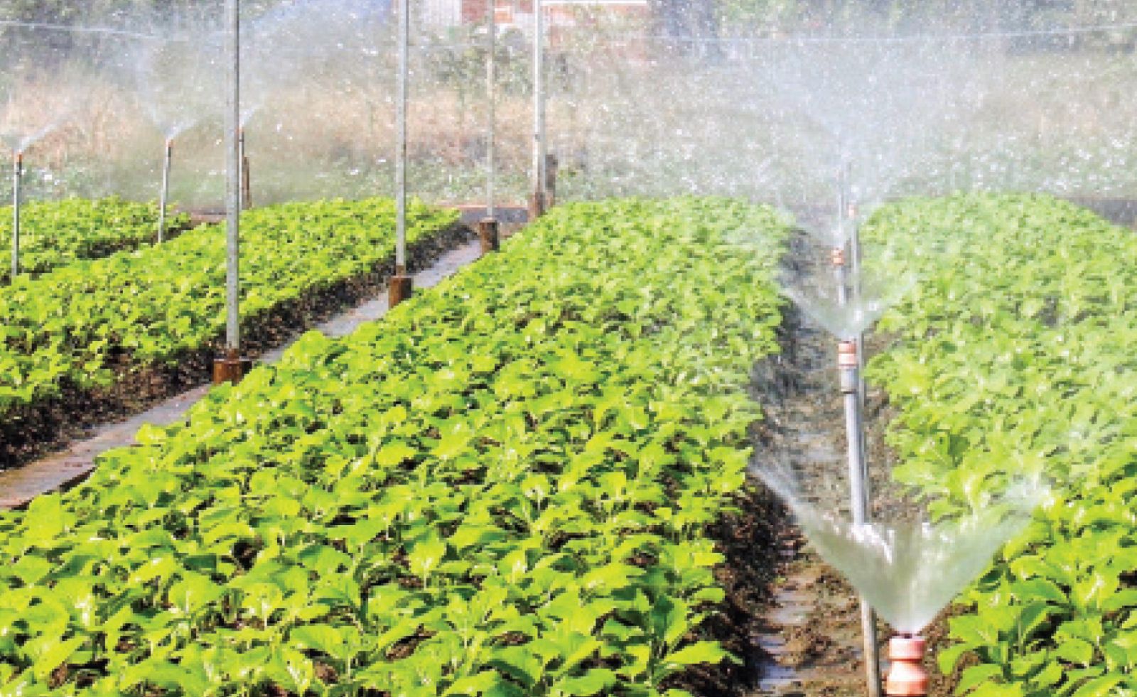 Farmers apply science and technology into irrigation for vegetables (Photo: Bui Tung)