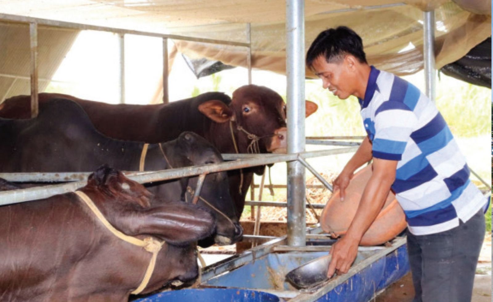 Mr. Pham Dinh Nguyen applies high technology to raising cows to bring high economic efficiency