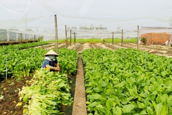 Developing hi-tech application vegetable areas