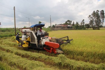 Long An implements plan for winter-spring rice crop in 2021-2022