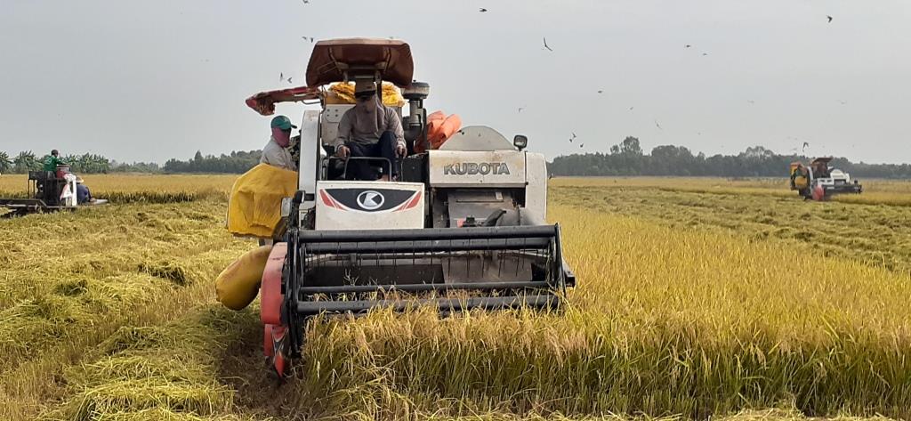 Farmers in Dong Thap Muoi region harvest rice