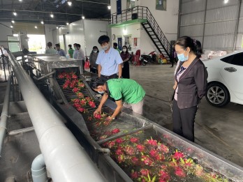 Long An: National Industrial Promotion Program supports 300 million VND for enterprises processing dragon fruit