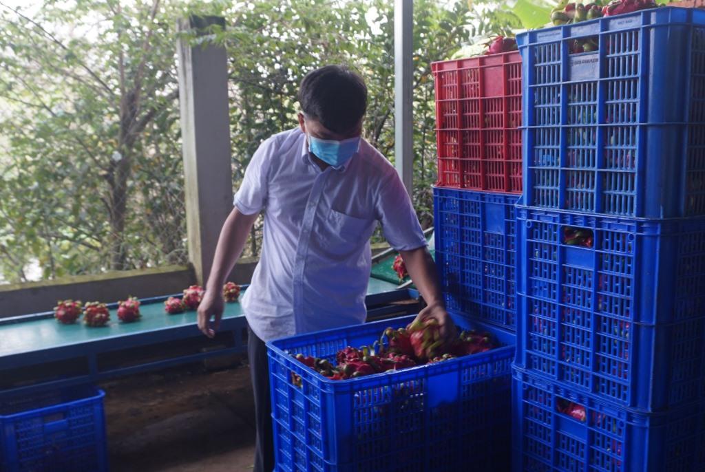 Dragon fruit products are washed before preliminary processing for drying