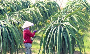 Long An Agriculture Sector: Efforts to complete targets and tasks in 2021