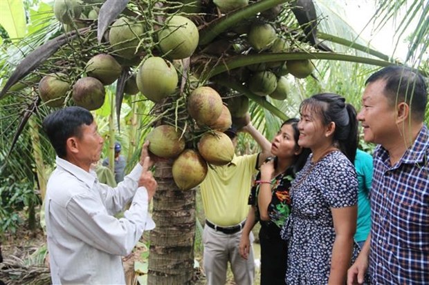 Dừa sáp. (Ảnh: Thanh Hòa/TTXVN)