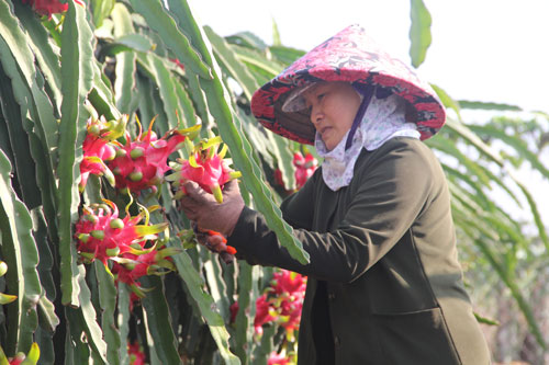 Dragon fruit is promoted on sales channel Prefood.vn