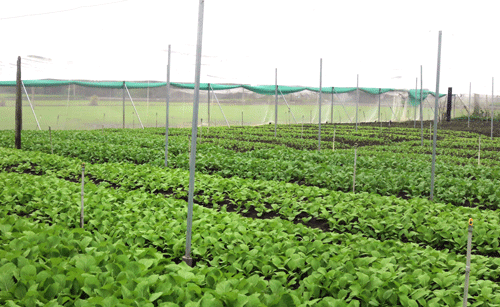 Currently, the Muoi Hai Safe Vegetables Cooperative has 30 members who grow 30 hectares of vegetables in a clean and safe orientation