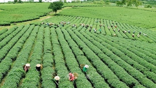 Agricultural restructuring would be done by optimising potential and advantages. (Photo: VNA)