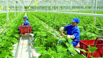 Vietnam eyes green and sustainable agriculture