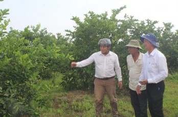 Cooperatives in the field of agriculture supported