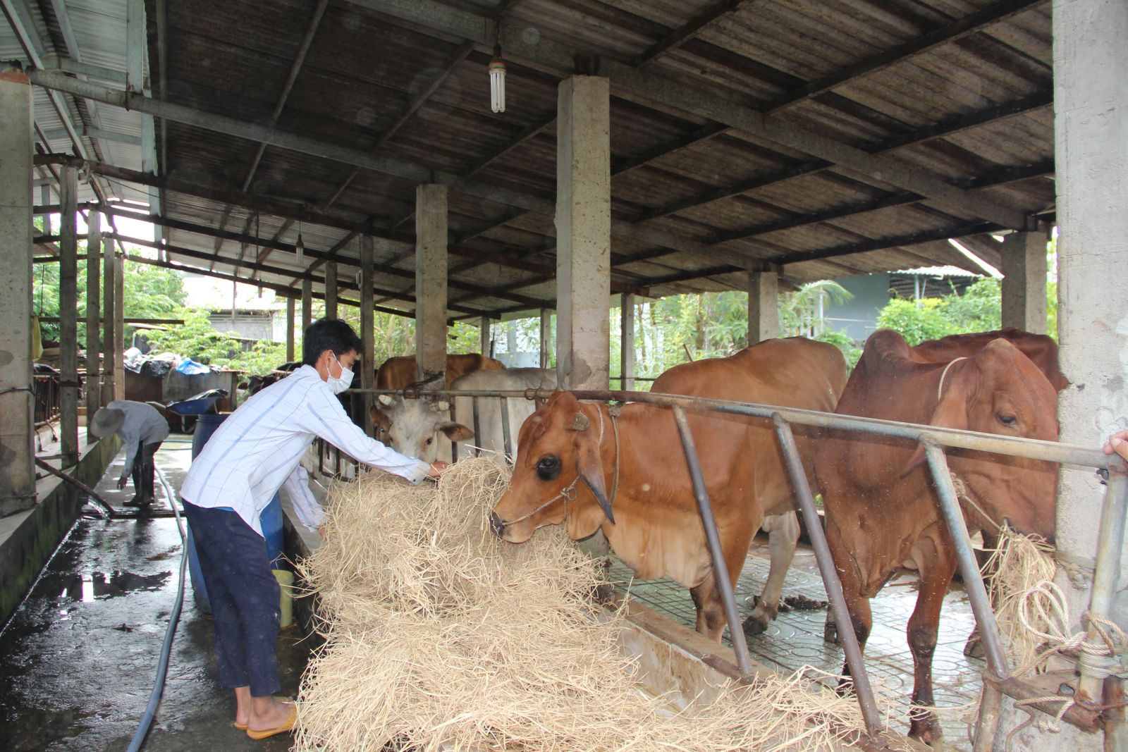 Bệnh viêm da nổi cục trên trâu, bò vẫn diễn biến phức tạp (Ảnh có tính chất minh họa)