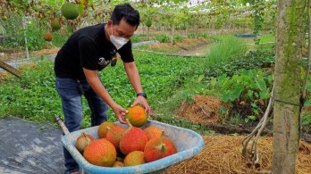 Mô hình trồng gấc - Hướng đi triển vọng trong chuyển đổi cây trồng