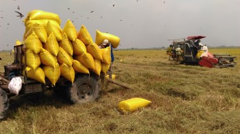 Long An: Điểm sáng xây dựng cánh đồng lớn