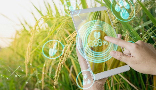 Agricultural sector has focused on promoting digital transformation (Photo: VNA)