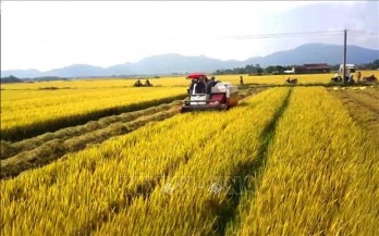 Agricultural sector continues to be economy's pillar