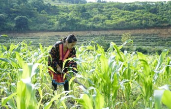 Phê duyệt Chương trình mục tiêu quốc gia giảm nghèo bền vững