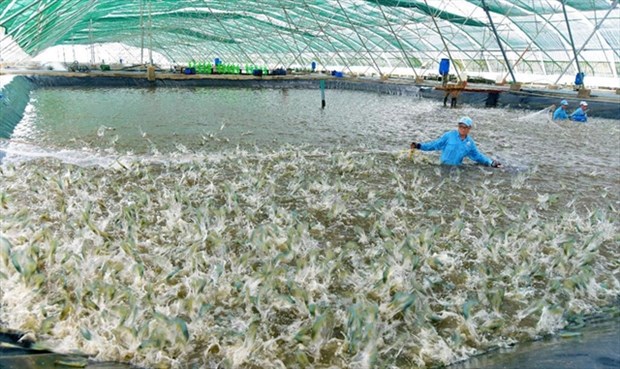 Vietnam’s aquaculture output in 2021 was estimated at 4.75 million tonnes. (Photo: vasep.com.vn)