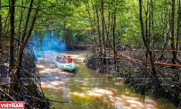 Visitors experience coastal wetland ecosystem in Dat Mui, Ca Mau (Photo: VNA)