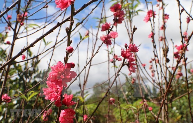 Hoa Dao (peach flowers) (Photo: VNA)