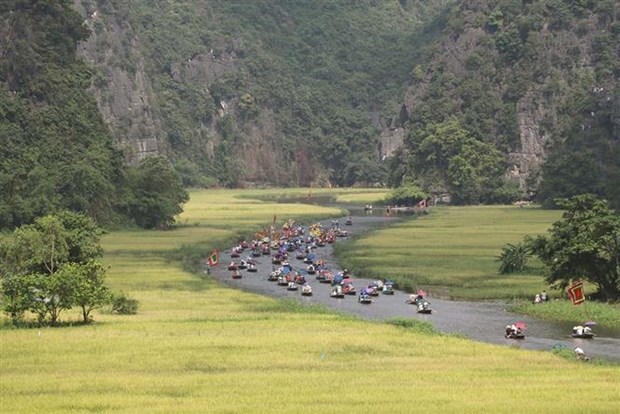 Dòng Ngô Đồng vàng rực đón du khách trong và ngoài nước về tham quan Tam Cốc-Bích Động, tỉnh Ninh Bình. (Ảnh: Minh Đức/TTXVN)