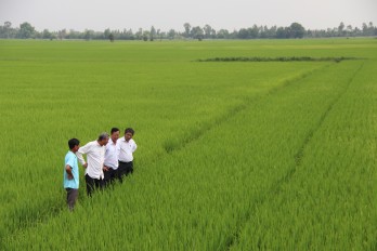 Kiểm tra tình hình sản xuất lúa tại huyện Mộc Hóa và Tân Thạnh