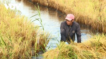 Kiên Giang từng bước phát triển mô hình tôm - lúa hữu cơ