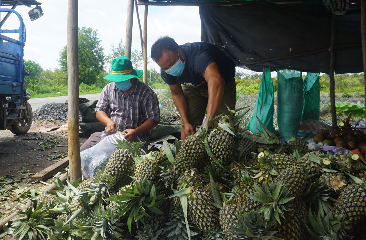 Nông dân phấn khởi vì giá khóm tăng cao