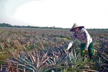 Giá khóm vụ nghịch tăng cao, nông dân phấn khởi