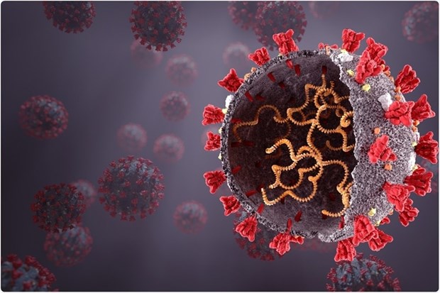 Các tế bào NK trong hệ miễn dịch phản ứng với virus SARS-CoV-2. (Nguồn: Shutterstock)