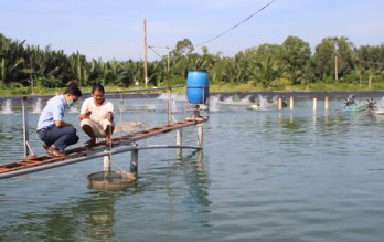 Chi phí đầu vào tăng cao, người nuôi tôm gặp khó