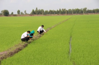 Chủ động phòng trừ sâu, bệnh hại lúa Hè Thu