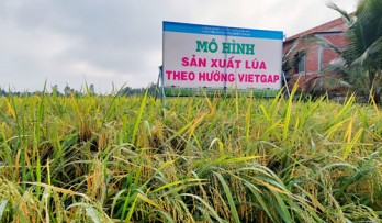 Tín hiệu vui từ mô hình sản xuất lúa theo hướng VietGAP