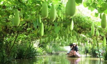 Dong Thap province works to promote development of eco-tourism