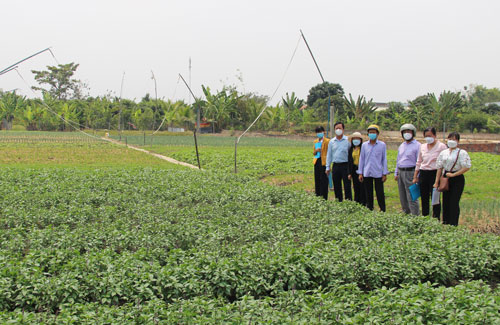 The delegation of the Department of Agriculture and Rural Development surveyed the situation of vegetable production in Can Giuoc district