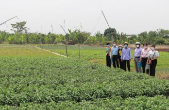 2,000 hectares of hi-tech vegetables built and maintained