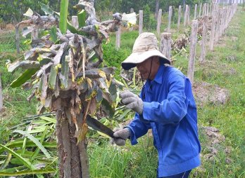 Châu Thành: Diện tích thanh long giảm nhanh