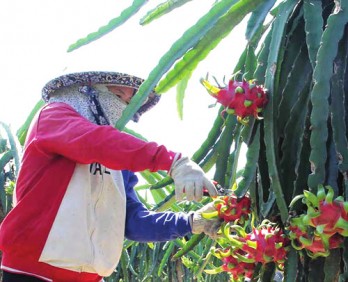 Thanh long gặp khó trăm bề