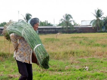 Giữ nghề trồng lác