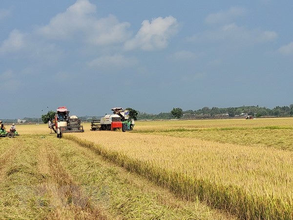 Thu hoạch lúa vụ Đông Xuân. (Ảnh: Hoàng Nhị/TTXVN)