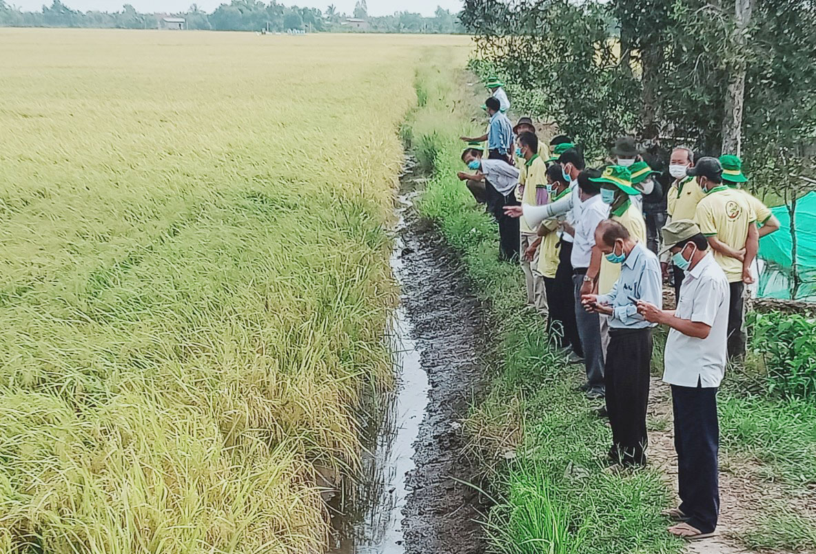 Tham gia mô hình Canh tác lúa thông minh thích ứng biến đổi khí hậu vụ Đông Xuân 2021-2022, nông dân được trao đổi, chia sẻ kinh nghiệm trồng lúa