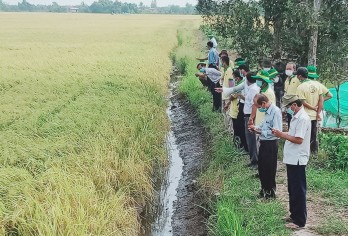 Hiệu quả từ mô hình canh tác lúa thông minh