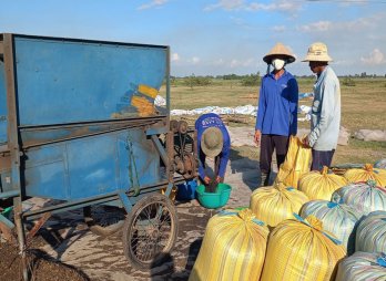 Nông dân thu hoạch mè thu lợi nhuận khá