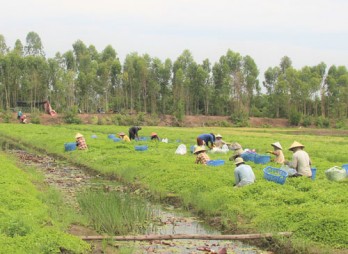 Thu nhập hàng chục triệu đồng nhờ chuyển đổi trồng rau má